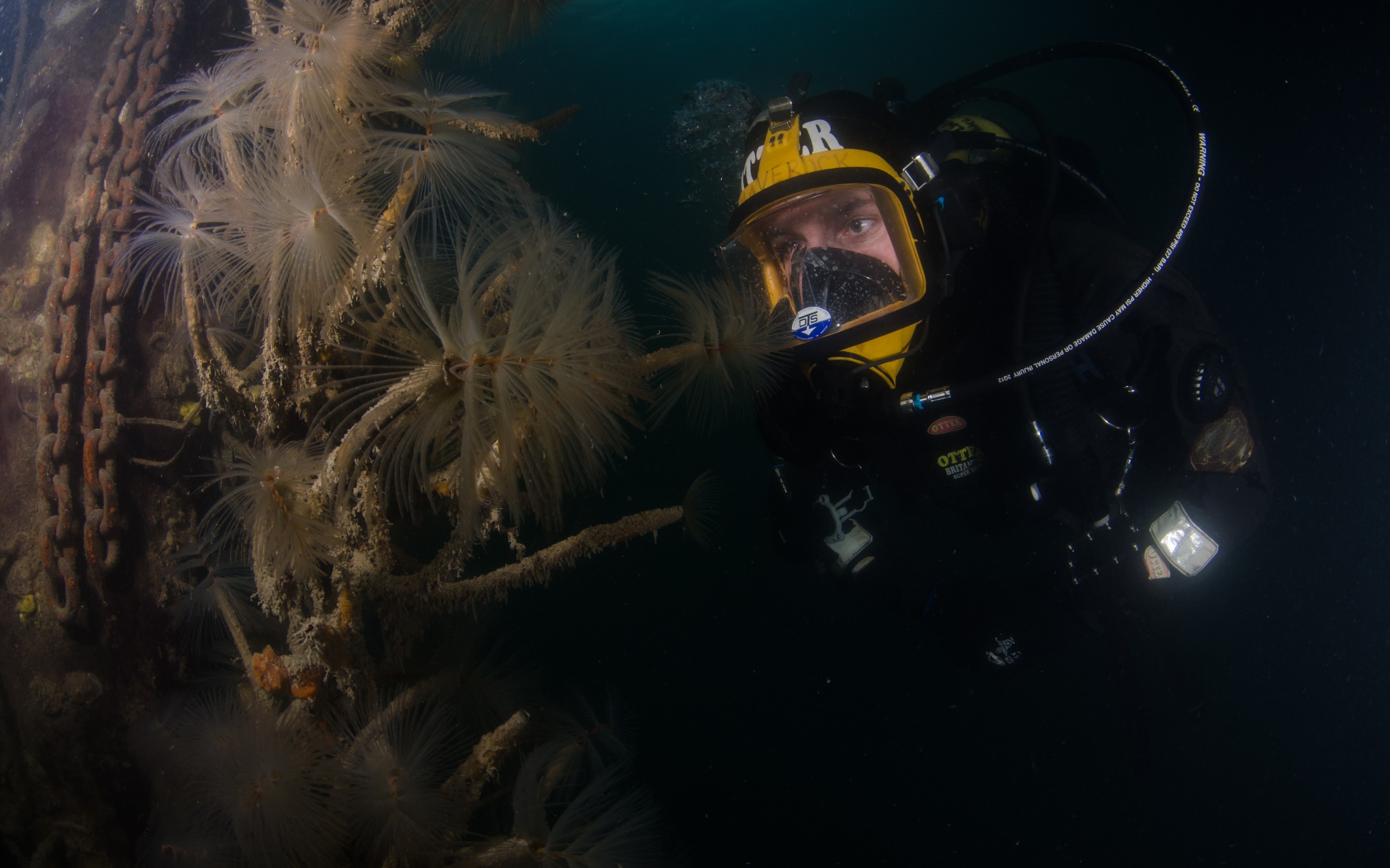 DSC_6626 – Mediterranean, fanworm, Sabella, spallanzanii, marine, pest, Auckland, underwater, crispin, nz, new, zealand, new zealand, fan, worm, marine, pest, invasive, Biosecurity